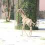 Сафари-парк «Тайган» представил новорожденного жирафа