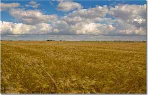 В Крыму погибла пятая часть посевов зерновых культур
