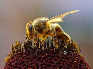 Искусанная пчелами крымчанка пожаловалась в милицию на пчеловода