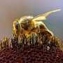 Искусанная пчелами крымчанка пожаловалась в милицию на пчеловода