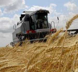 К уборке зерна в Крыму привлекут 1630 комбайнов
