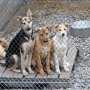 Власти Керчи захотели привлечь «Четыре лапы» к стерилизации бездомных животных