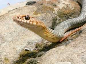 Голодные змеи атаковали окраину Симферополя