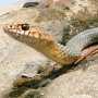 Голодные змеи атаковали окраину Симферополя