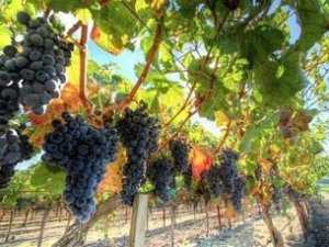 Виноделам вернули 30 соток южнобережной земли