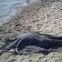 На пляжах Судака утонули две туристки