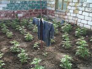 Крымчанин высадил у себя в огороде более 80 кустов конопли