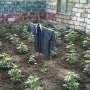 Крымчанин высадил у себя в огороде более 80 кустов конопли
