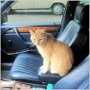 Кот — напарник таксиста