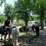 Детей в Евпатории незаконно катали на пони