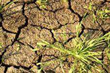 Из-за засухи крымские аграрии понесли ущерб на 377 млн. гривен.