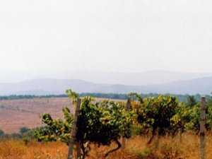 Ученым вернули 14 гектаров особо ценных виноградников в Крыму