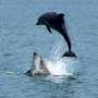 В Крыму спасли двух дельфинят