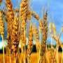 Крымский политик прогнозирует катастрофическую ситуацию с урожаем зерновых