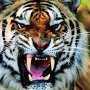 В крымском сафари-парке тигр укусил мужчину