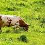 В Крыму корова чуть не подорвала целое стадо
