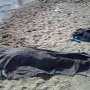 На пляже в Феодосии сторожа убило током