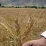 Ущерб от гибели ранних зерновых в Крыму оценили в 377 млн. гривен.