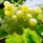 В Крыму планируют собрать больше фруктов и винограда, чем в прошлом году