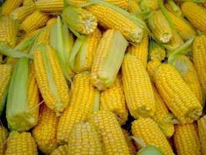 Кукуруза снижает холестерин