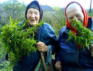 Настойка из конопли рецепты в россии разрешили выращивать марихуану