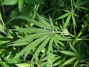 Где в севастополе растет конопля цели легализации марихуаны