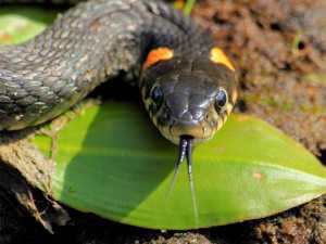 В Керчи в дом заползла полутораметровая змея