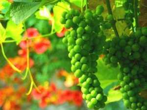 Виноградники юга Крыма в августе лучше не посещать