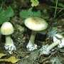 В Бахчисарае мужчина отравился грибами