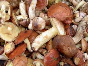 Семья из России отравилась грибами в Крыму