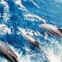 Севастопольские учёные желают сделать заповедную зону для дельфинов