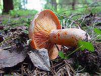 Турист отравился грибами в крымских горах