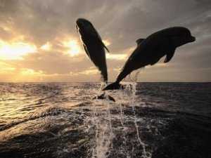 Дельфины уже не могут жить в нашем море