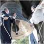 Президенты Украины и России поучаствовали в освящении большого колокола в Херсонесе