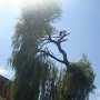 В Столице Крыма насчитали тысячу аварийных деревьев
