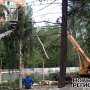 В преддверии резкого ухудшения погоды в Симферополе сообщили о тысяче аварийных деревьев