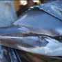 Гибель дельфина в Веселом оценили в 100 тыс. гривен