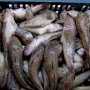 В Азовском море поймали рыбаков с тонной бычков