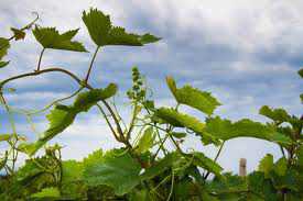Крымчанин вырастил двухметровые кусты конопли в винограднике