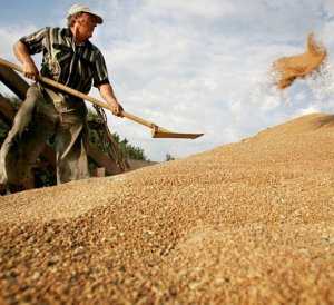 Аграрии собрали в Крыму 607 тыс. тонн зерна
