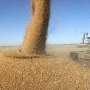 В Крыму намолочено 607, 6 тыс. тонн ранних зерновых