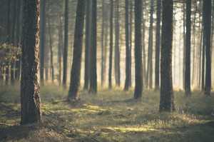 В Столице Крыма отец потерял в лесу 6-летнего сына