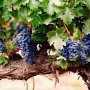 Предприниматели покажут в Евпатории огромную виноградную лозу