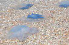 На западном побережье Крыма нашествие медуз