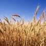 Крымским аграриям предлагают отказаться от производства зерна