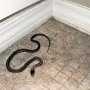 В дома джанкойцев все чаще заползают змеи