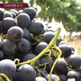 В Украине готовятся собрать хороший урожай винограда — полмиллиона тонн.
