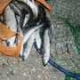 За незаконную рыболовлю в Крыму задержали егеря