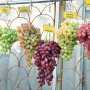 На выставке в Столице Крыма покажут органический виноград