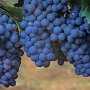 «Золотую гроздь винограда» покажут на выставке в Крыму